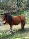 Poney shetland