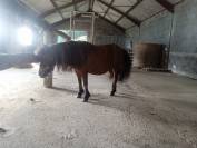 Poney shetland