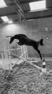 A vendre Jument de sport 