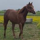 Mâle Quarter horse 