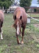 Mâle Quarter horse 