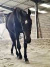 2 ans fille de Best of iscla par Diamant de semilly