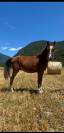 Poney welsh part bred de 2 ans 