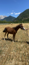 Poney welsh part bred de 2 ans 