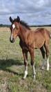 Poulain Foal SF par Consult DL Vie