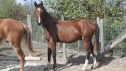 Poulain 1 an SF par Consult DL Vie