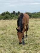 À l’adoption – cheval gentil et attachant