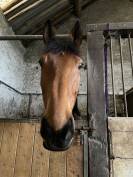 À l’adoption – cheval gentil et attachant