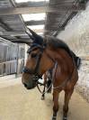 À l’adoption – cheval gentil et attachant