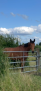 À l’adoption – cheval gentil et attachant