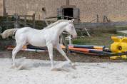 Poulain paint horse - Sacred Gun Snowlight