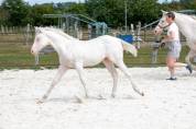 Poulain paint horse - Sacred Gun Snowlight