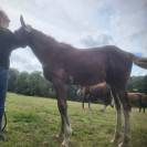 Poulain d’avenir SF par Kilimandjaro Semilly 