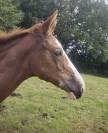 Poulain d’avenir SF par Kilimandjaro Semilly 