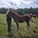 Poulain d’avenir SF par Kilimandjaro Semilly 