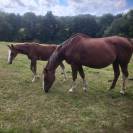 Poulain d’avenir SF par Kilimandjaro Semilly 