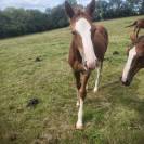Poulain d’avenir SF par Kilimandjaro Semilly 