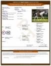 Hongre Paint Horse - Need sacred Maps 