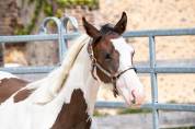 Hongre Paint Horse - Need sacred Maps 