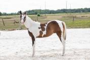 Hongre Paint Horse - Need sacred Maps 