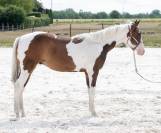 Hongre Paint Horse - Need sacred Maps 