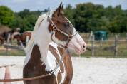 Hongre Paint Horse - Need sacred Maps 