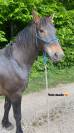 Superbe Hongre Frison x SF (3 ans) avec mental en or 