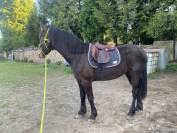 Superbe Hongre Frison x SF (3 ans) avec mental en or 