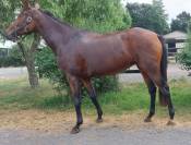 Jument Anglo Arabe 5 ans
