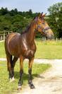 Trotteur de 3 ans 
