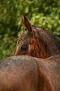 Pouliche CSO
