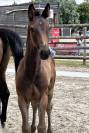 Top foal sf par Candy de Nantuel 