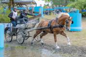 Étalon Haflinger 