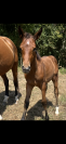 Foal mâle sf joker x Vleut x quidam 