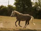 Demi-pension poney D