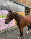 Urgent pouliche 2 ans SF 