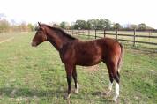 Magnifique foal male SF