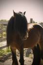 Demi pension Irish Cob 