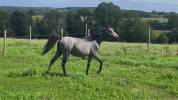 Pouliche Welsh Pony 1 an gris souris