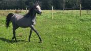 Pouliche Welsh Pony 1 an gris souris