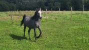 Pouliche Welsh Pony 1 an gris souris