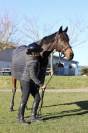 FLY DE CERISY 