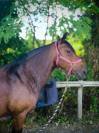 Garrida, F, Lus, 9 ans