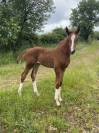 Superbe foal katoki de Riverland x Kannan 