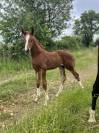 Superbe foal katoki de Riverland x Kannan 