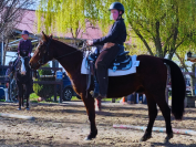 Jument Quarter Horse 5 ans PP, vive et généreuse