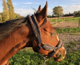 Jument Quarter Horse 5 ans PP, vive et généreuse