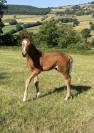 Chic foal sf 