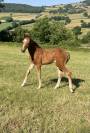 Chic foal sf 
