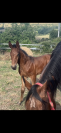 Foal sf sport 